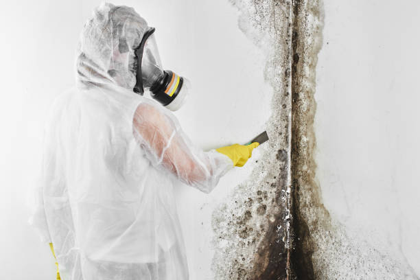 Best Industrial Mold Remediation in Hidden Valley, IN
