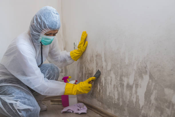 Best Black Mold Remediation in Hidden Valley, IN