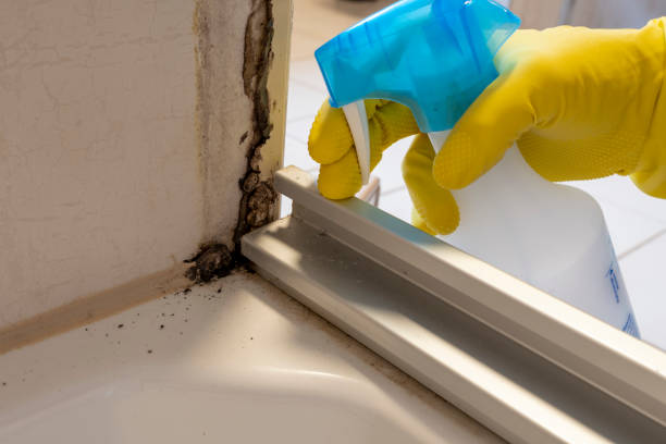 Best Black Mold Remediation in Hidden Valley, IN