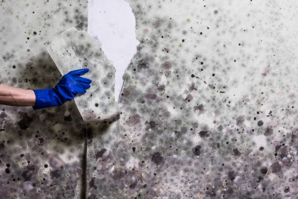 Trusted Hidden Valley, IN Mold Remediation Experts