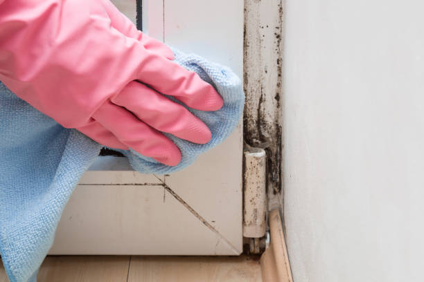 Best Commercial Mold Remediation in Hidden Valley, IN